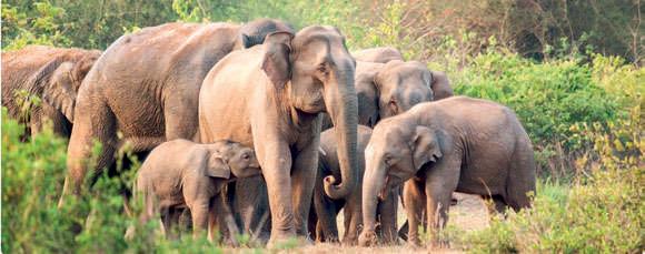 Falling numbers demand measures to save tuskers