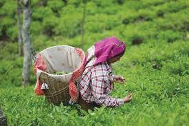 Worsening labour shortage in plantation sector