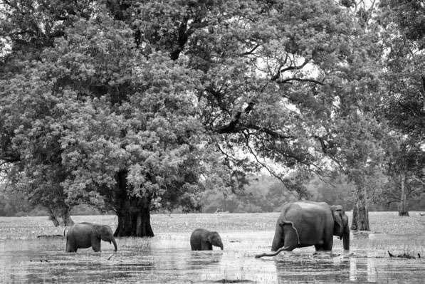 Beyond the Fashion Value Chain: MAS Leads Global Biodiversity Restoration