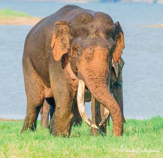 The last kings of the wilderness: vanishing tuskers