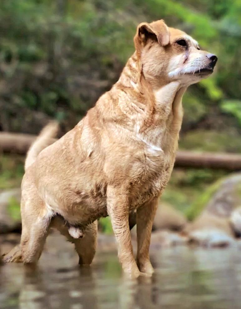 Incredible dogs help reunite families with their lost pets