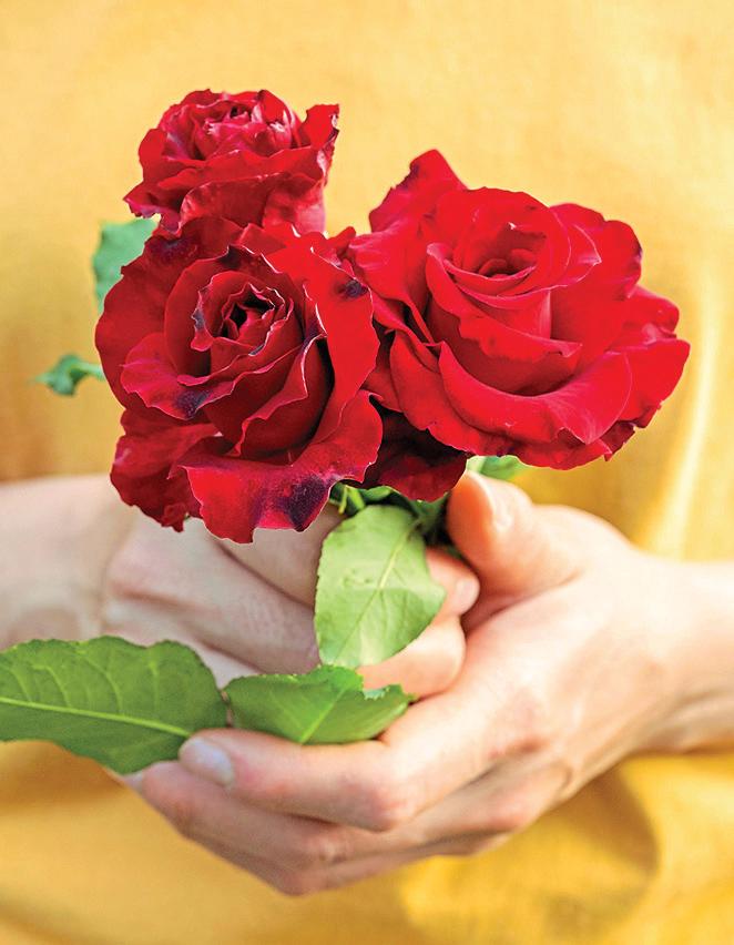 A rose from heaven