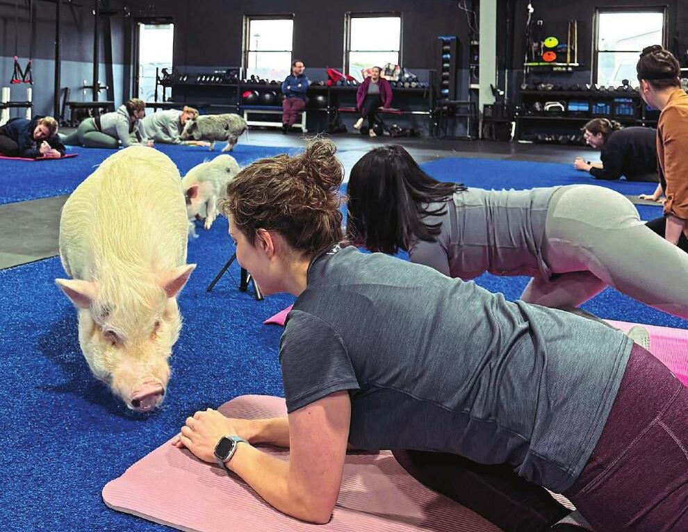 She uses 'pig yoga' to help SPARK CALM & JOY!