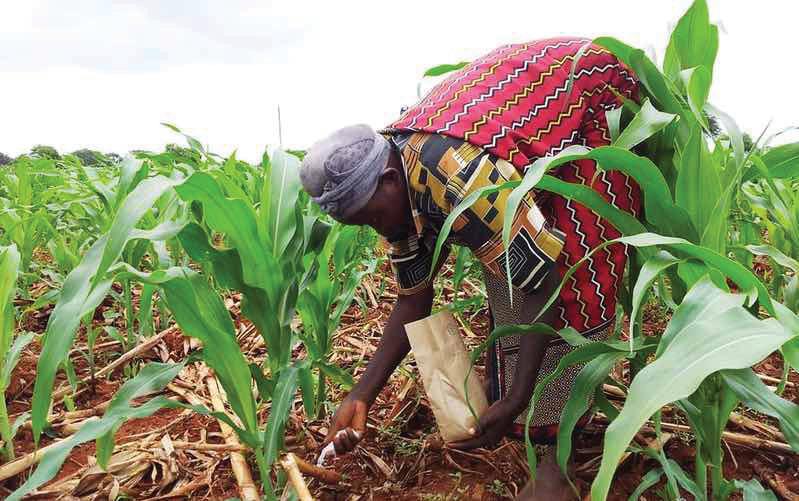 CENTRAL GOVT FERTILIZER SUBSIDY DECLINES TO TWO-YEAR LOW: REPORT