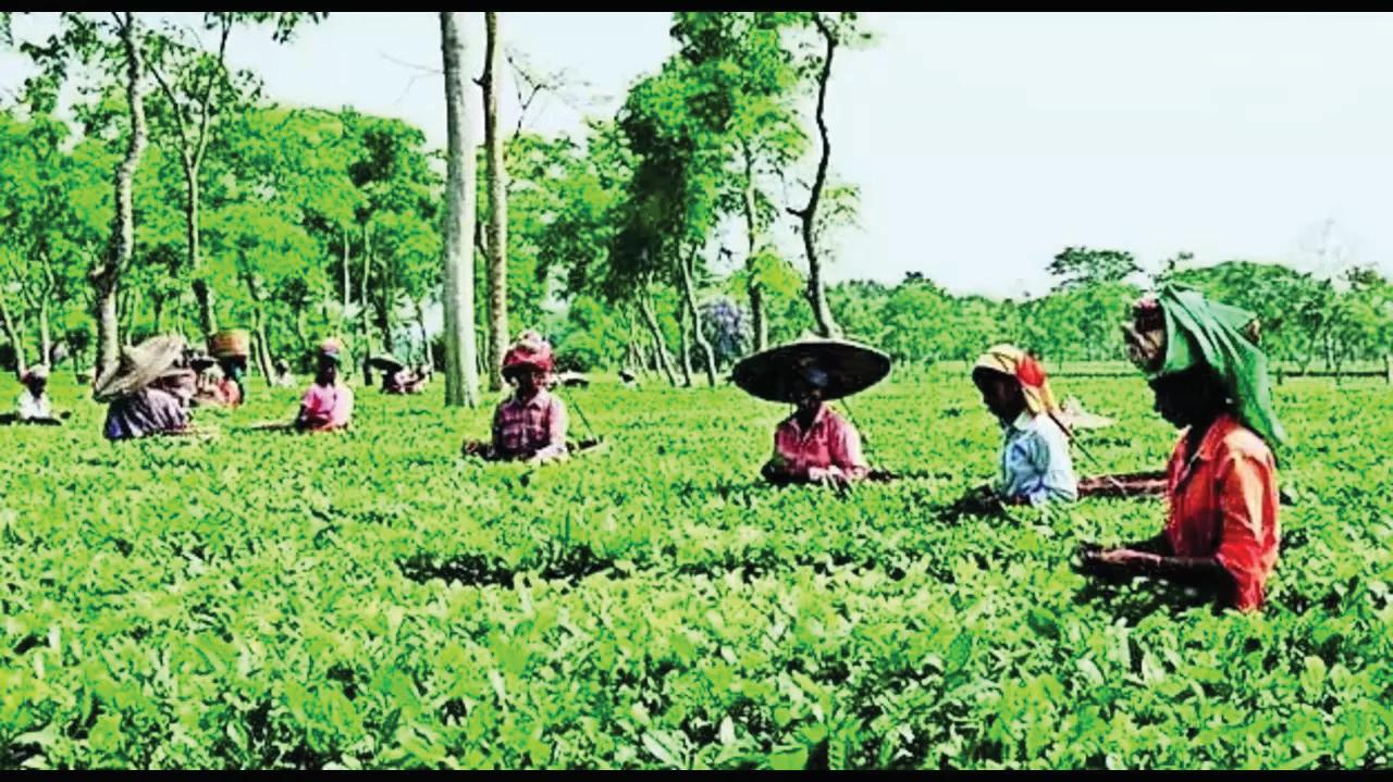 Centre Permits Assam Tea Estates To Access Support Under The Oil Palm Mission