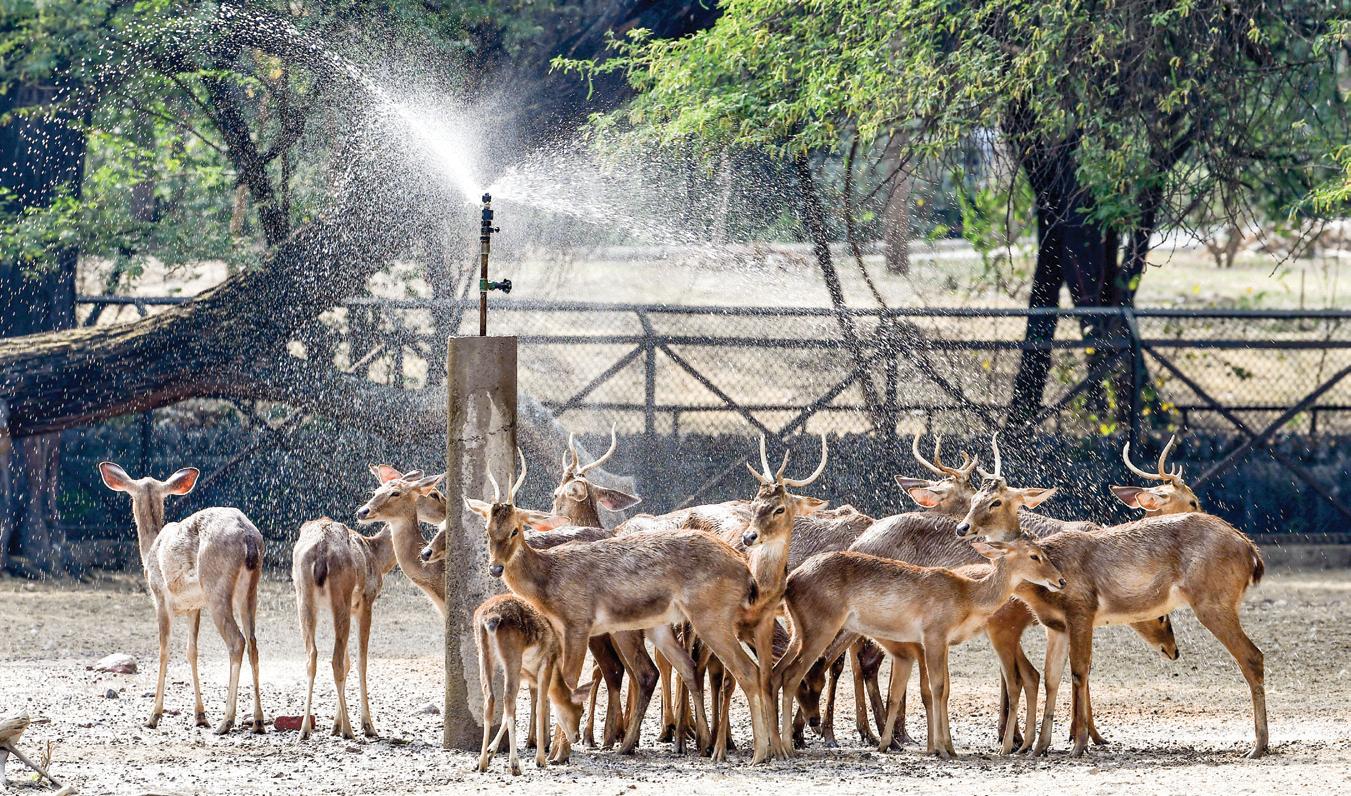 City Reels Under Severe Heatwave