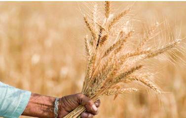 Govt pegs 2024-25 foodgrain output at record 353.95 mt; wheat at 117.5 mt