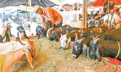 Delhi Govt bans 'illegal' killing on Eid, sharing of videos on social media