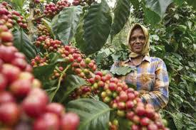 Kelachandra Coffee to Showcase Indian Brews at World of Coffee 2025