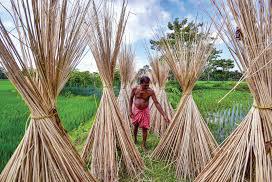 India Curbs Jute and Derivative Imports from Bangladesh