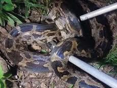 10-Foot Python Spotted at Sukhna Lake, Rescued by Forest Team
