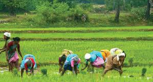 Kharif Paddy Sowing Rises 11% to 123.68 Lakh Hectare Till July 11