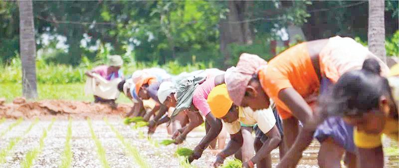 India Unveils Biostimulant Rules, Sets Global Benchmark