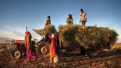 Haryana Accelerates Crop Diversification in Semi-Arid Zones With Rs 500 Cr Boost