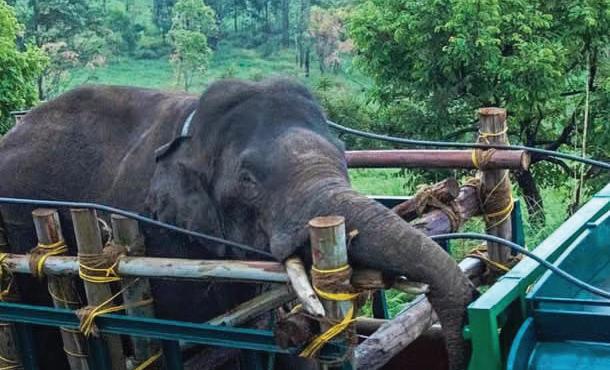 Who Gets a Name in the Wild—And Who Gets Lost