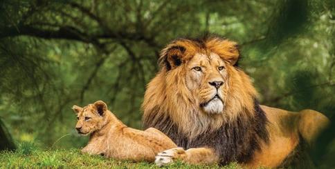 World Lion Day 2025: Barda Sanctuary thrives with 17 lions, 25 leopards