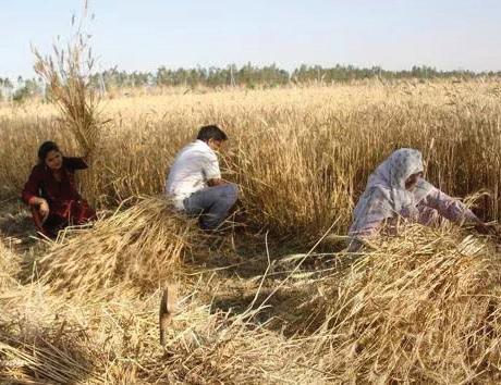 Empowering Panchayats Through Own Revenue: Time to Unleash Local Fiscal Potential