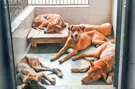 SC Prohibits Stray Dog Feeding Except in Dedicated Areas