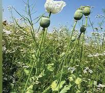 Govt Unveils 2025-26 Opium Poppy Licensing for 1.21 Lakh Farmers
