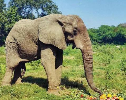 Shankar, Delhi Zoo’s lone African elephant, dies of cardiac failure