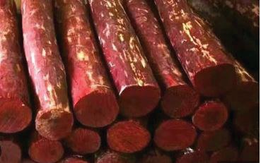 Delhi Police siezes Rs six-crore worth of red sandalwood, arrests two smugglers