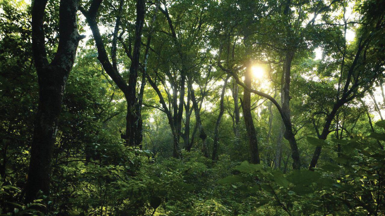 Delhi Govt to develop 17 urban forests to curb air pollution, extend green cover