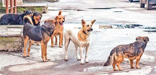 STRAY DOGS MANAGEMENT AND LEGALITY IN INDIA: BALANCING PUBLIC SAFETY AND FEEDING STRAY DOGS
