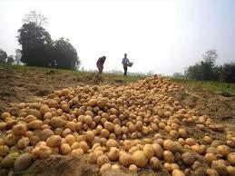 India's processed potato exports soar on booming Asian snack demand: GTRI