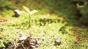 NBA releases Rs 1.36 crore to empower conservation in Maha,UP