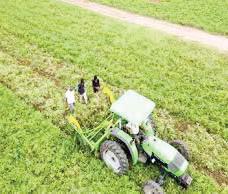 IREF charts roadmap to raise rice share in agri exports to 25%