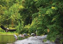 DHOLERA'S COASTAL COMEBACK: HOW MANGROVE RESTORATION IS REVIVING MARINE AND BIRD LIFE