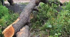 NGT slams MCD for 'irresponsible' stance on tree pruning