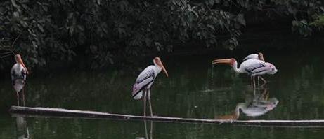 Delhi Zoo reopens for visitors after avian flu shutdown