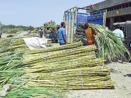 India's sugar output seen up 16% in 2025-26; 15 lakh tonne exports allowed
