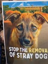 Protesters slam SC order on removing stray dogs