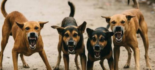 MCD panel proposes strict, ward-level plan for stray dog control