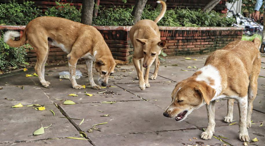 MCD plans new shelters to manage rising stray dog concerns