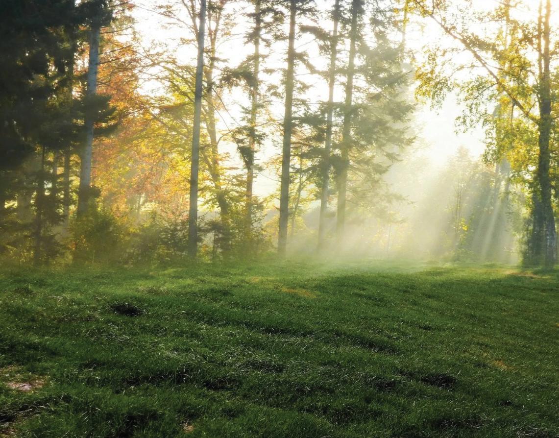 Embracing Nature: A Pathway to Spiritual Awakening