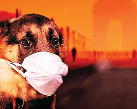 Delhi pollution hits pets, birds hard