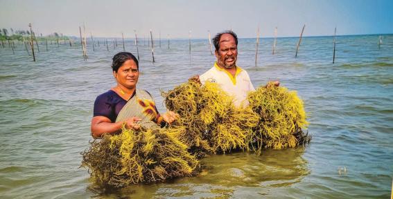 To strengthen livelihoods of its fishermen, Andhra Govt arranges training in Kerala, Tamil Nadu