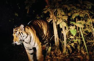 CLEAR SKIES AND ADVENTURE: EXPERIENCING A NIGHT SAFARI