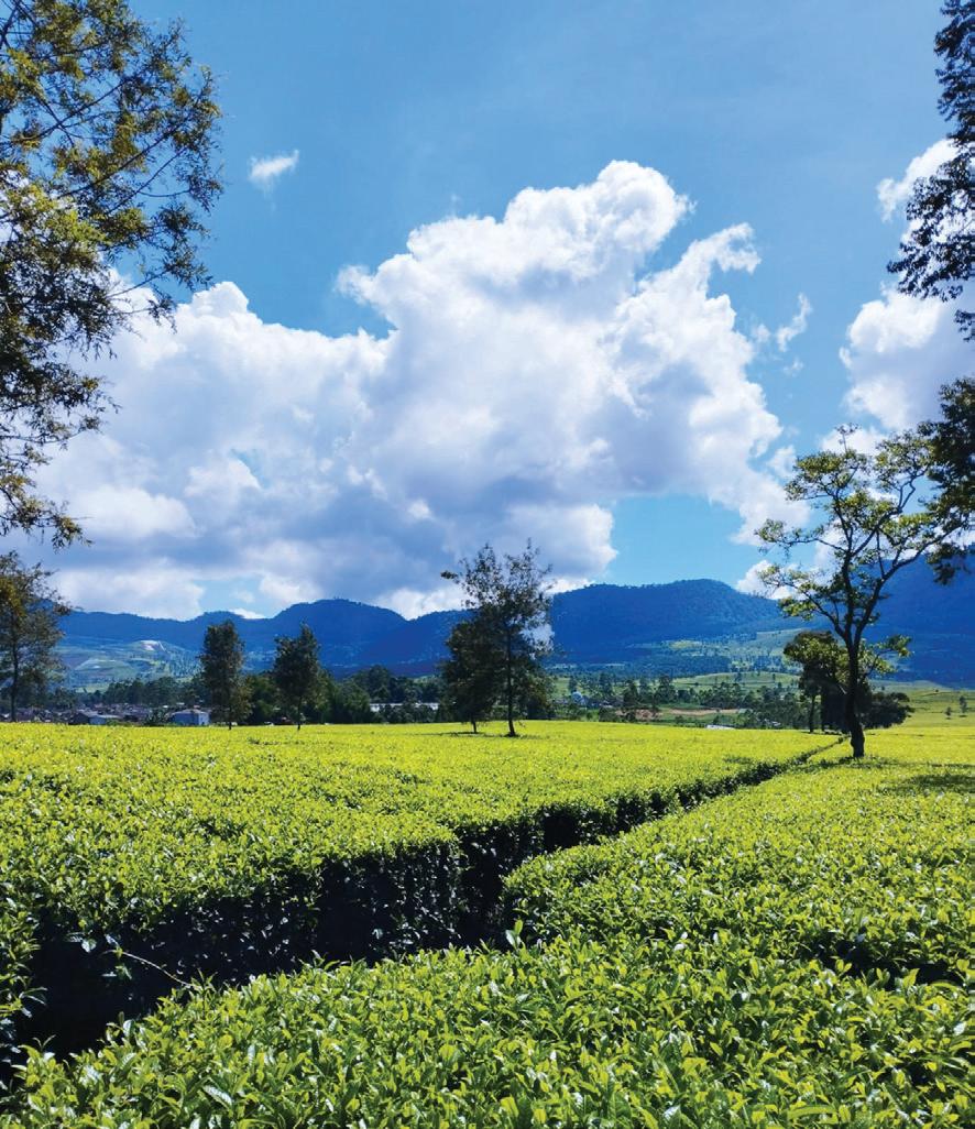 Outdated Tea Lands HOW COLONIAL AUCTIONS SHAPED THE WORLD'S TEA | The Business Guardian ...