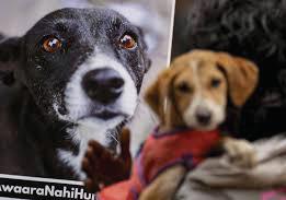 STRAY DOG ISSUE: ACTIVISTS PROTEST AT JANTAR MANTAR, DEMAND LAWFUL POLICY