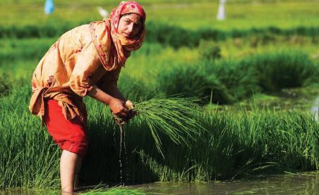 INDIA BECOMES WORLD'S LARGEST RICE PRODUCER, SURPASSES CHINA: AGRI MINISTER