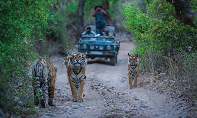 FROM TIGERS TO TEMPLES: EXPLORING SAWAI MADHOPUR