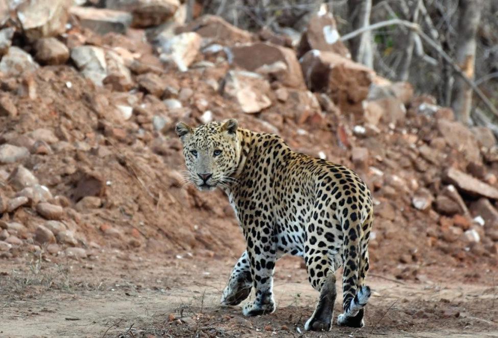 Amagarh Leopard Safari: A true adventure in Jaipur's wild