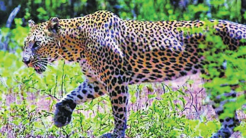 Leopard numbers rise in Asola Bhatti sanctuary