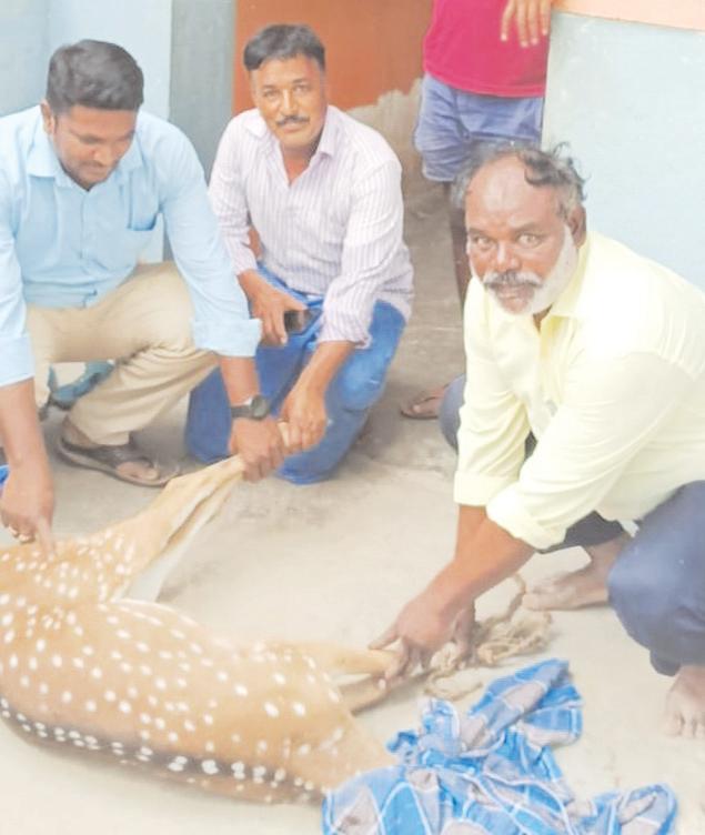 జనావాసంలో చుక్కల జింక ప్రత్యక్షం