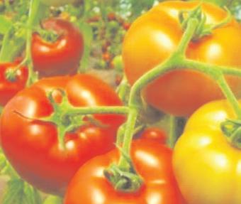 టమోటాను దెబ్బతీసిన సాఫ్ట్వేర్ రంగం