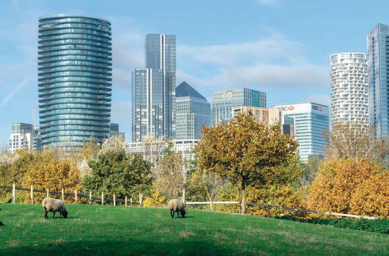 How city farms are actively conserving our native breed